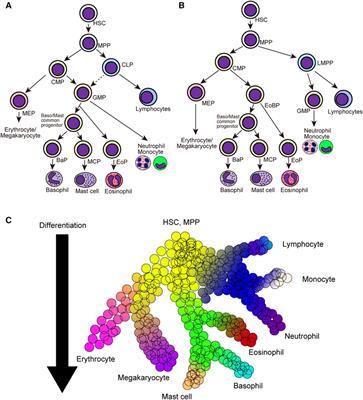 Novel insights into the ontogeny of basophils